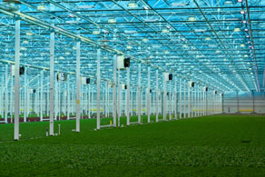 Greenhouse 292