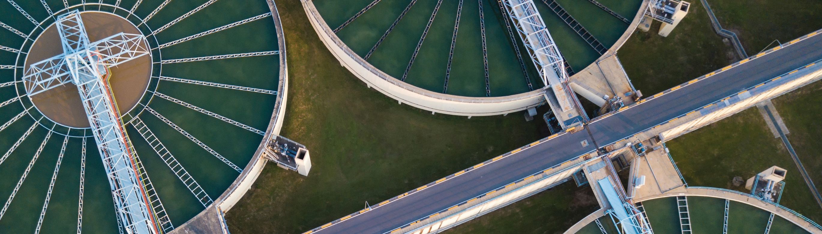 Water plant from above